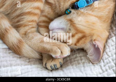 Cozy orange tabby cat curls up and sleeps with its paws tucked under its chin on soft, textured blanket. Stock Photo