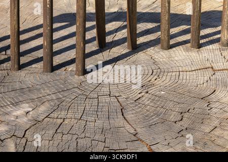 Detailed texture of a cut tree stump showing annual growth rings and cracks, with vertical wooden rods casting shadows. Abstract natural background fo Stock Photo