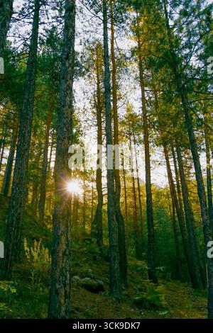 Sun rays breaking through a dense pine forest, casting warm golden light across tall tree trunks and forest floor. Natural woodland scene symbolizing Stock Photo