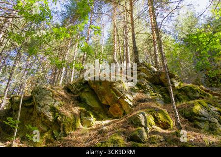 Rocky slope in a pine forest with moss-covered stones and tall trees under warm morning sunlight. Scenic natural woodland landscape symbolizing streng Stock Photo