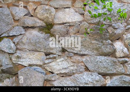 Detailed closeup of an ancient stone masonry wall built from irregular granite rocks, showing moss growth and small green plants emerging between the Stock Photo