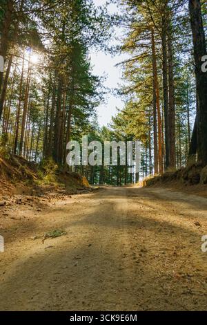 A peaceful dirt road stretches through a dense pine forest, with warm sunlight filtering between the tall trees and soft shadows falling on the woodla Stock Photo
