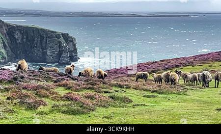 Port St. Mary, Isle of Man 08,05,2023 Herd of sheep are grazing on a grassy hillside overlooking the ocean. The sheep are scattered throughout the fie Stock Photo