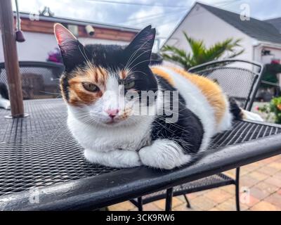 Douglas, Isle of Man 08,05,2023 Calico cat is laying on a metal table. The cat is black, white, and orange Isle of Man - Stock Photo