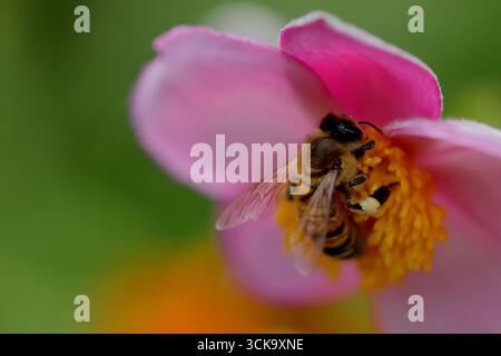 Honeybee working inside a pink Japanese anemone, curved petals framing yellow stamens, pollen basket on hind leg, macro view with soft green bokeh. Stock Photo