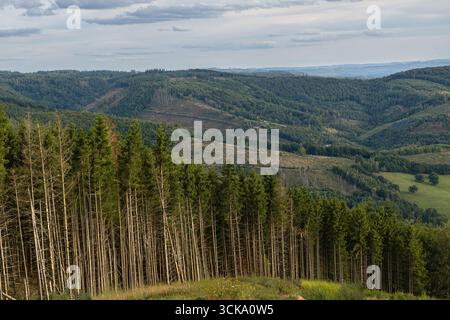 Tall trees in forest with rolling green hills and mountain scenery under cloudy sky. Stock Photo