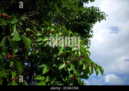 Banyan fig tree fruits, red Ficus benjamina fruits or seeds on the tree. Stock Photo