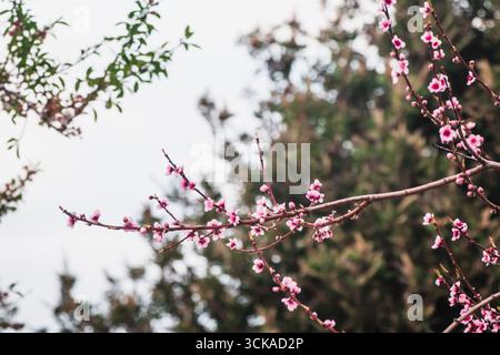 pink plum blossoms on tree branches in australian backyard garden during spring season, nature and landscaping theme Stock Photo