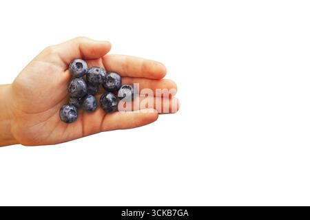 Blueberries in hand on white background, blueberry picking Stock Photo