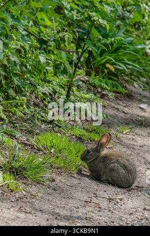 Wild rabbit sitting on a woodland path near green plants, blending into its natural environment on a spring day. Stock Photo