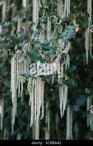 Garrya elliptica James Roof, silk tassel James Roof, male flowers in drooping grey-green catkins in late winter Stock Photo