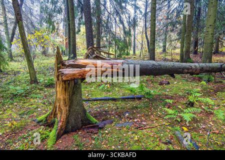 Storm damaged spruce tree in a forest at autumn Stock Photo