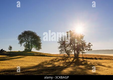 Farmland with trees in silhouette that the sun shining through in the countryside Stock Photo