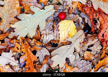 Wet autumn leaves and a red rose hip lying on the ground Stock Photo