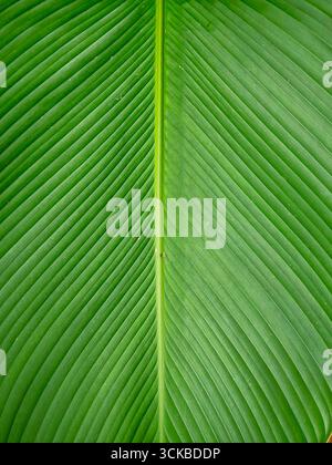 a close-up of a large green banana leaf with a prominent central vein.The leaf's surface is textured with parallel lines that create a natural pattern Stock Photo