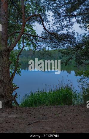 A tranquil lake in Belarus is surrounded by lush greenery, with tall grass and reeds at the water's edge. A tree frames the foreground. Stock Photo