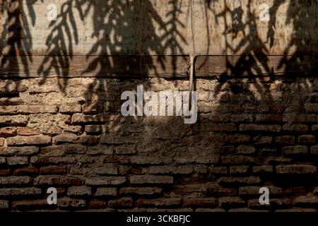 Shadow of leaves on an old brick wall with rustic texture. Stock Photo