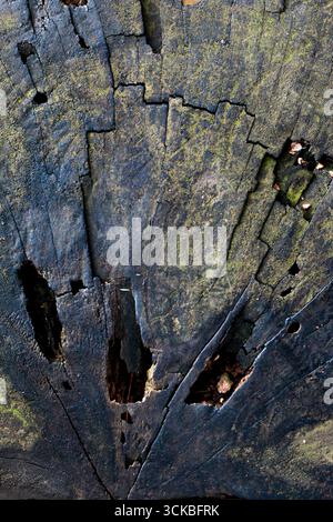 Close-up of a weathered tree stump with cracks and moss. Stock Photo