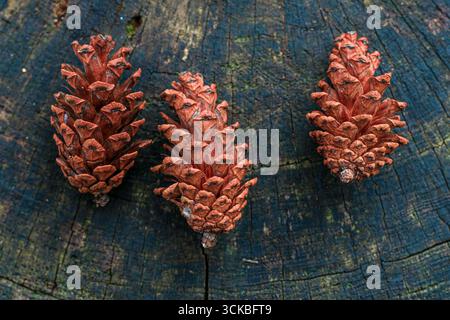 Three pine cones on a textured wooden surface Stock Photo