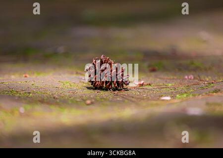 A single pine cone resting on a moss-covered surface with soft natural lighting Stock Photo