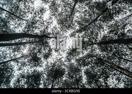 Looking up at tall pine trees against a bright sky. Stock Photo