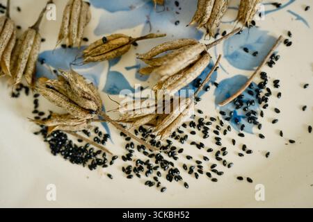 Top view of withered capsules and black columbine seeds placed on a white and blue plate Stock Photo