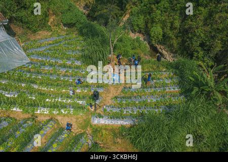 Aerial view of workers tending to rows of rectangular drying racks on ...