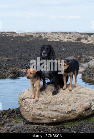3 dogs sat on a rock at Robin Hoods Bay North Yorkshire. Stock Photo