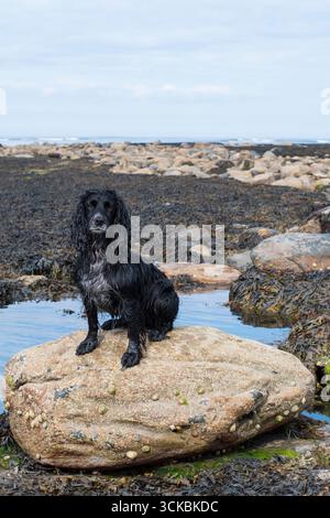 Spaniel sat on a rock at Robin Hoods Bay North Yorkshire. Stock Photo