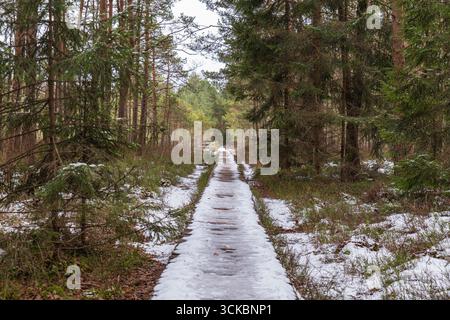 A serene forest path partially covered in snow, flanked by tall evergreen and deciduous trees, stretching into the distance in a temperate forest. Stock Photo