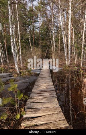A narrow wooden boardwalk winds through tall birch trees in a serene forest, surrounded by a partially frozen wetland with sparse undergrowth. Stock Photo