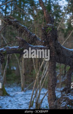 Close up of an uprooted tree with soil and moss covered roots in a forest. Thin trunks, evergreen and leafless trees, and light snow suggest a cold se Stock Photo