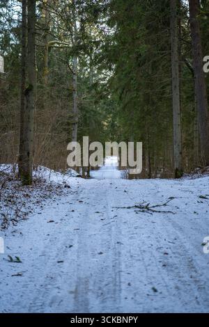A serene winter forest with a straight path, tall evergreens on both sides, scattered branches, and light filtering through the dense canopy. Stock Photo