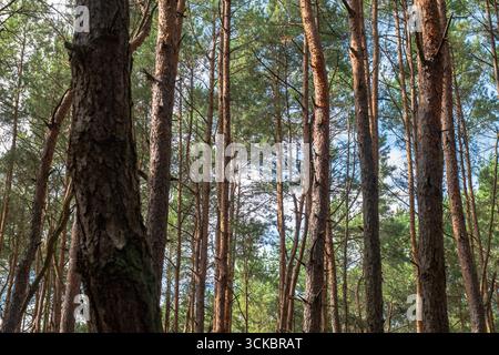 Tall pine trees with reddish brown bark and moss stand in a forest in Nowy Lubiel, Poland. Sunlight filters through the canopy onto the forest floor. Stock Photo