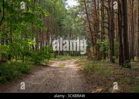 Tsll Tree A sandy dirt path winds through a reserve of tall baobab trees and ...