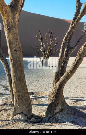 Deadvlei (or Dead Vlei), dead  tree and sand dunes in Sossusvlei, Namib Naukluft national park, Namibia scenic landscape, Africa Stock Photo