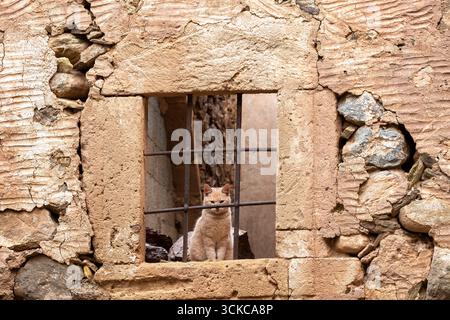 Cat in abandoned stone window, rustic wall, solitude and curiosity Stock Photo