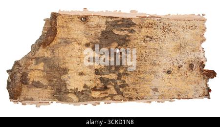 Back side of birch bark isolated on white background Stock Photo