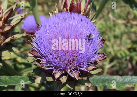 Artichoke (Cynara cardunculus var. scolymus) flower. Stock Photo