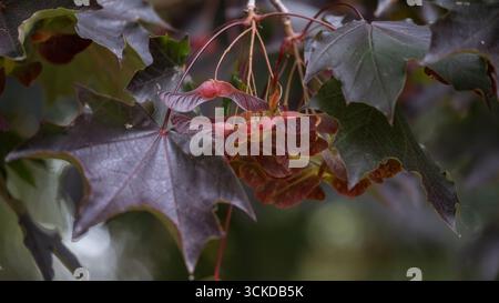 Close up of Norway maple Acer platanoides leaves and seeds, known as samaras or winged fruits. The image highlights botanical details, seasonal develo Stock Photo