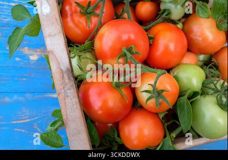 tomatoes in wooden box on blue painted table top, norfolk, england Stock Photo