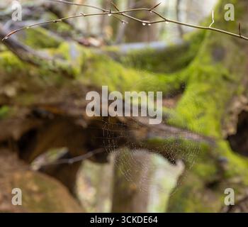 A spider web covered in water droplets hangs in the forest. Stock Photo