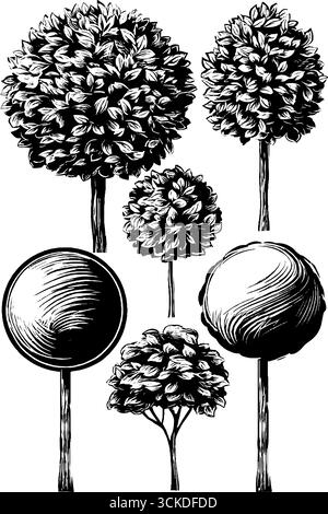 Vintage engraved illustration set of boxwood shrubs for design and ...