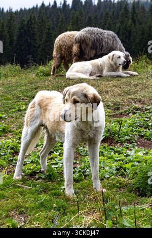 Image showcasing Sheepdog guarding sheep at traditional pasture in Tatra National Park ...