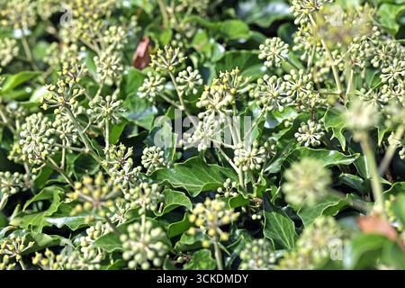 moosstab efeutute Epipremnum amplissimum main image 0