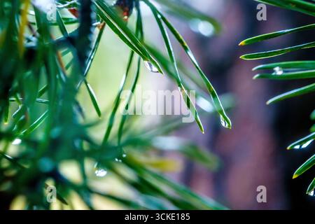 Rain drops on pine needles in a Peak District woodland Stock Photo