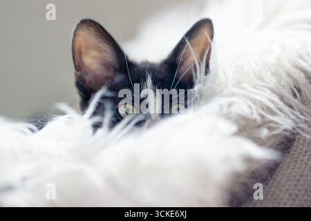 A black and white kitten peeks over a white fluffy rug or cat bed, looking slightly off to the side. Stock Photo