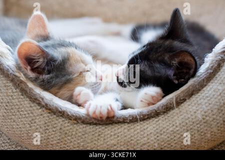 Two kittens -- a dilute calico and a black and white -- sleep nose-to-nose, with paws intertwined, in a cat bed, with sunlight coming from behind. Stock Photo