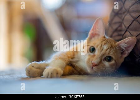 An orange and white ginger tabby kitten lies on the floor looking into the camera with a brown cushion to lean on. Stock Photo