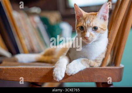 An orange and white ginger tabby kitten poses on a wooden chair, looking cool and gazing into the camera, with a bookshelf behind. Stock Photo